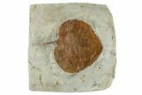 Fossil Leaf (Zizyphoides) - Montana #268152-1